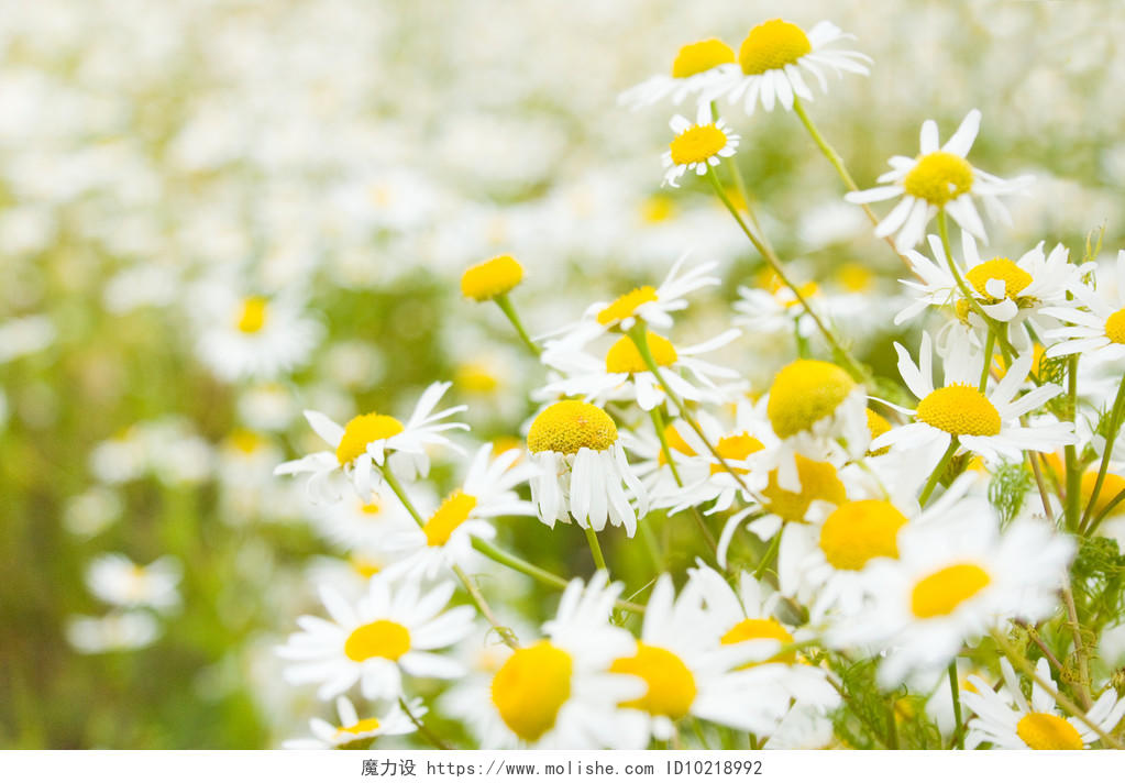 自然风景春天田野里盛开的白色菊花小雏菊希望图片